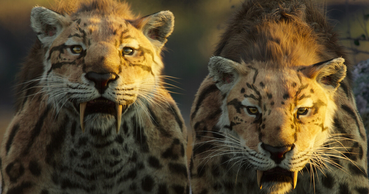 two saber cats staring at the camera menacingly