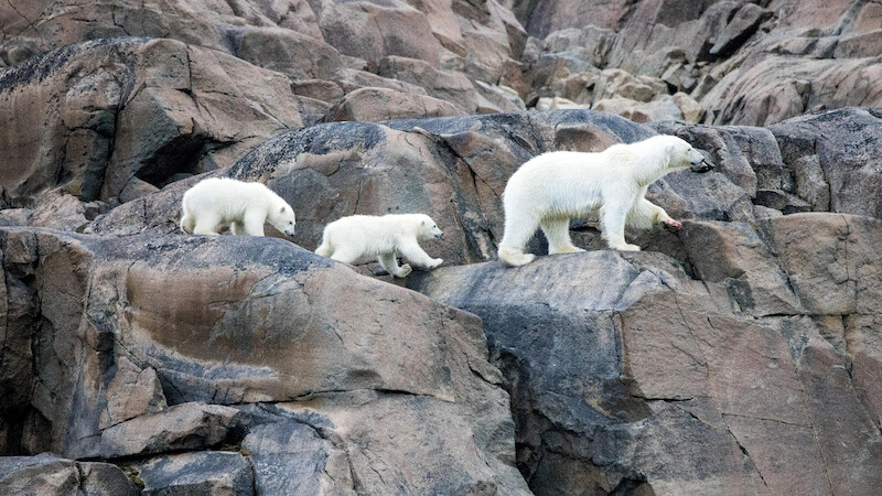Two polar bear cubs following a larger polar bear along a stone cliff.