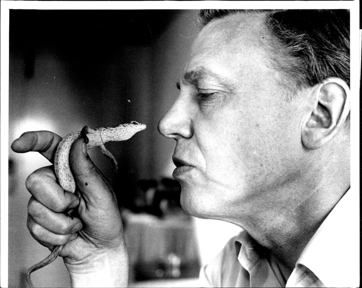 David Attenborough gets a closer look at an Australian pygmy goanna.