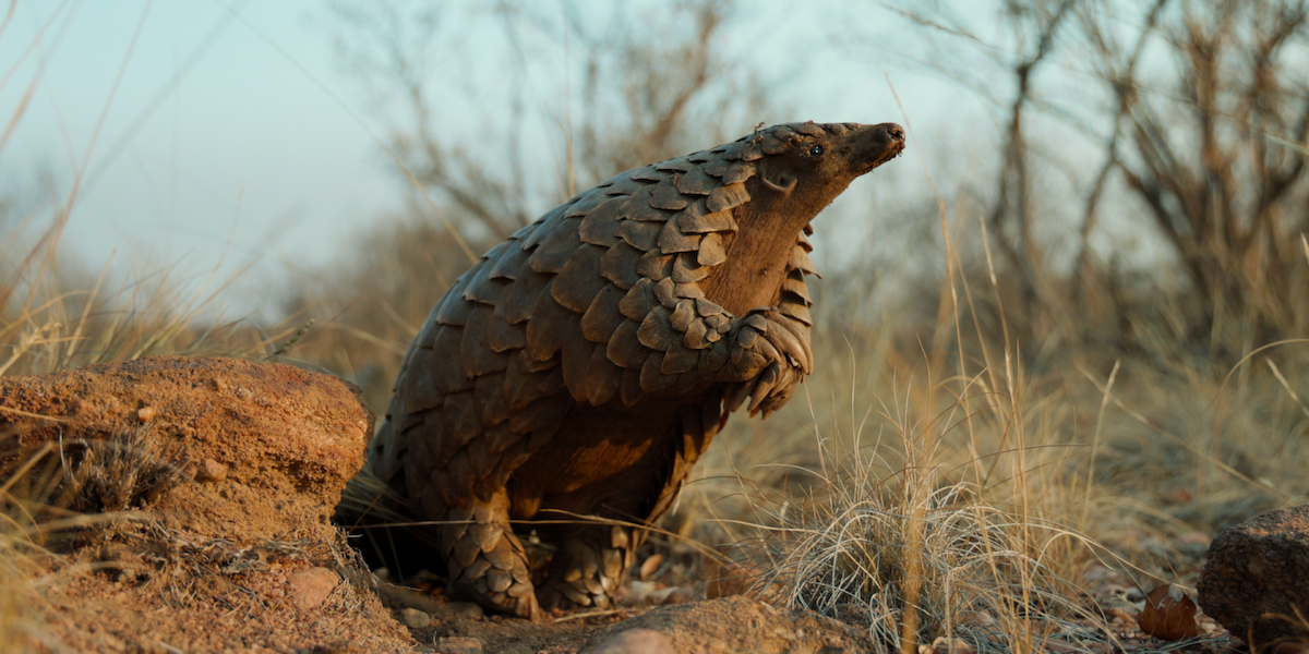 A pengolin stands up on hind legs in ‘Pangolin: Kulu's Journey’