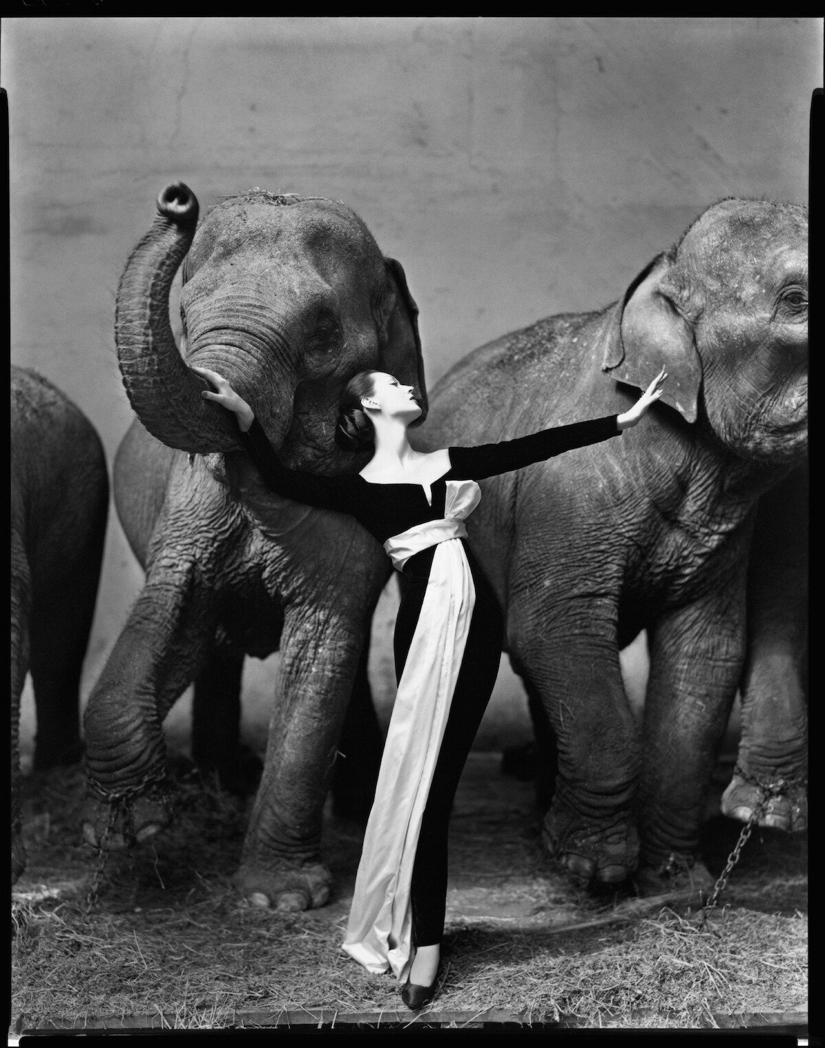 A woman in an elegant gown poses gracefully in front of three elephants in a studio setting, striking a dramatic fashion pose with the animals in the background on a straw-covered floor.