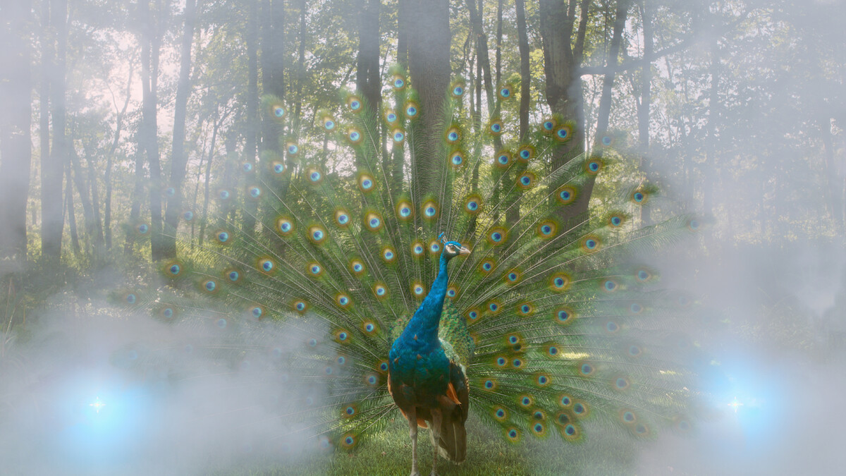 Peacock.