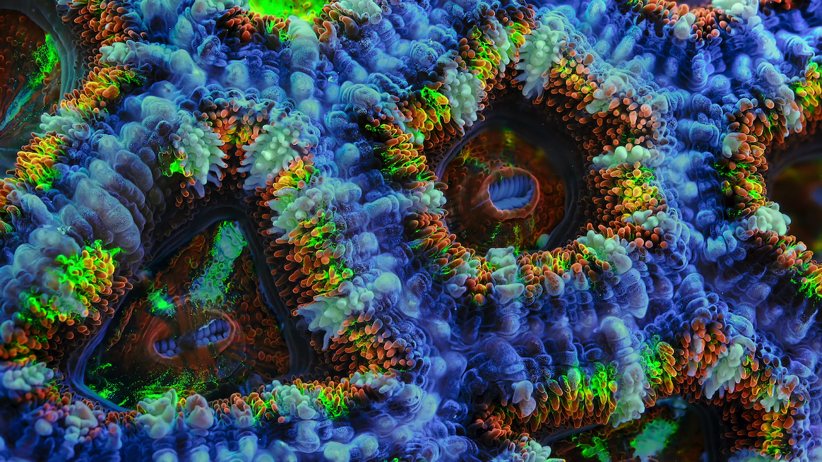 Close-up of colorful invertebrae.