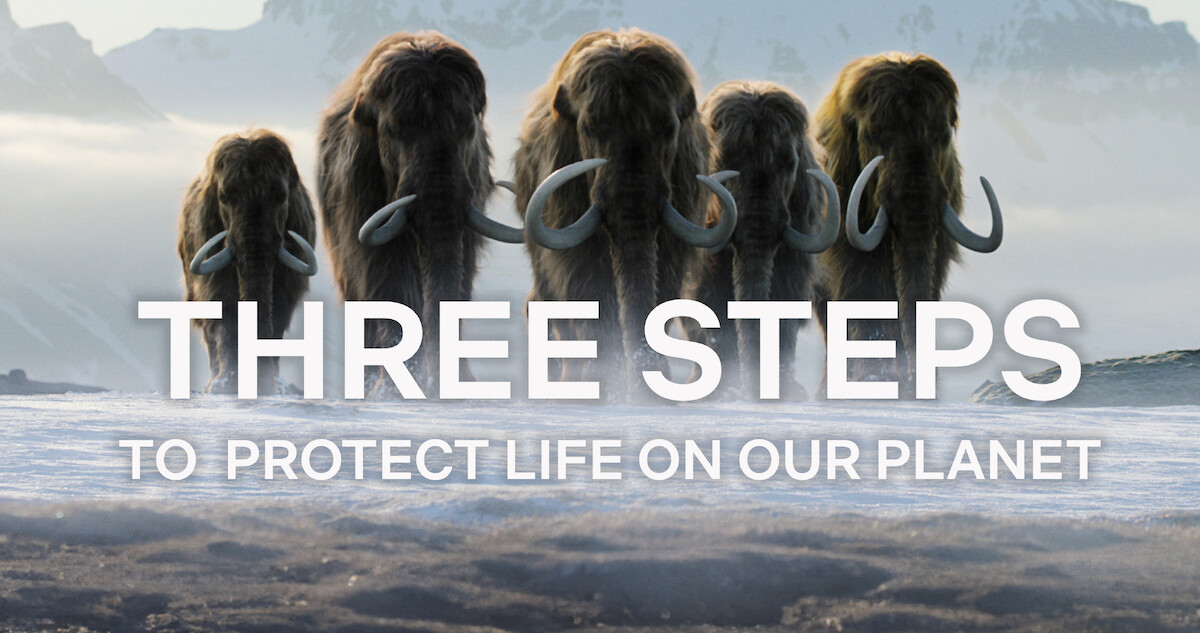 Woolly mammoths walk together. 