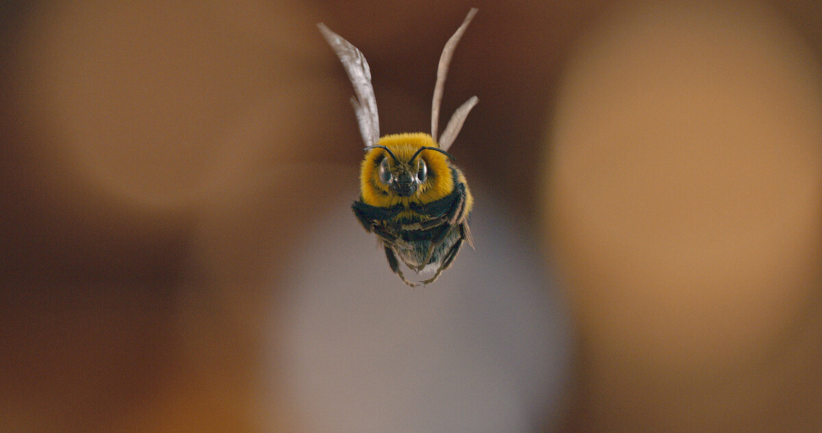 Are Bees Jerks? We Asked an Expert