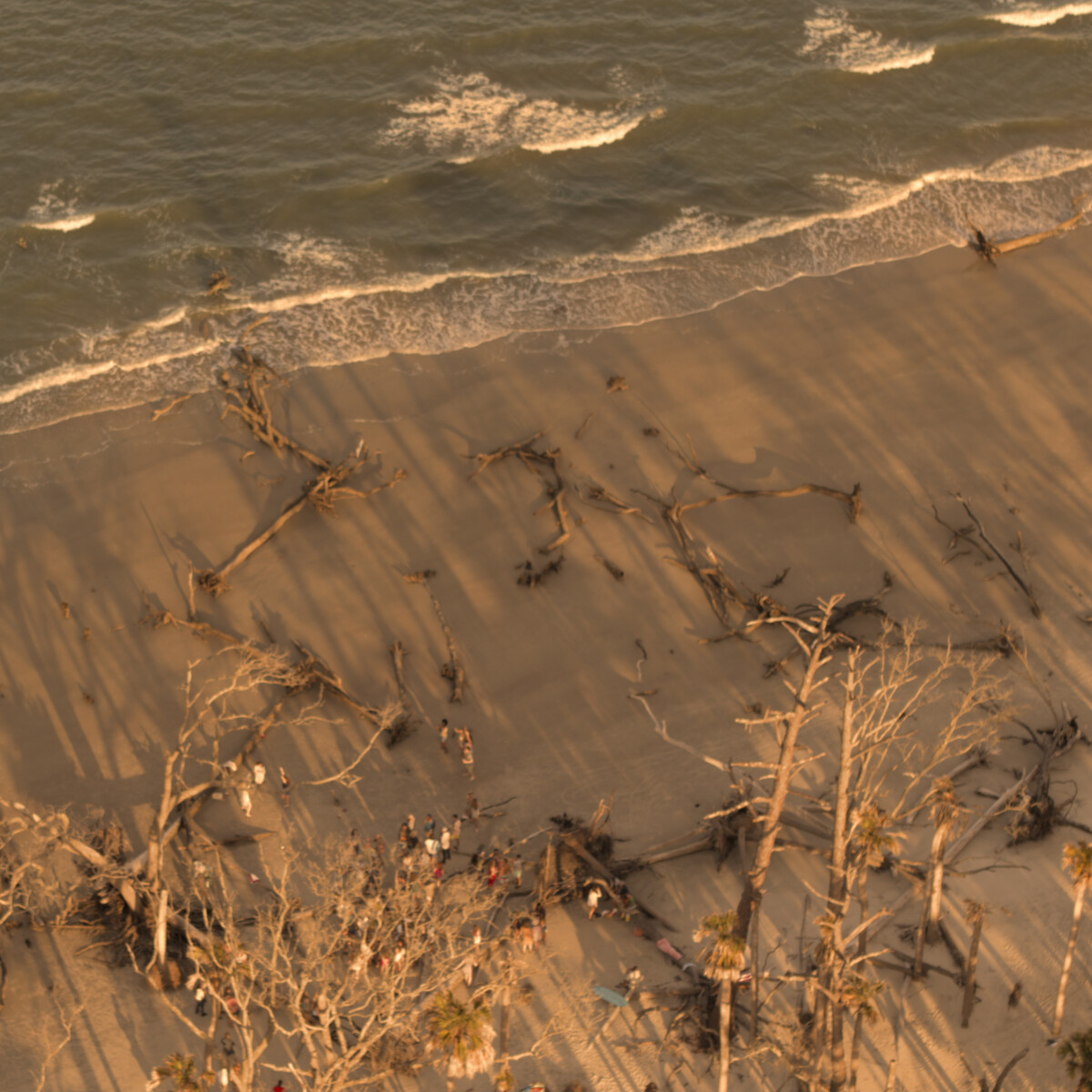 Aerial view of a beach with driftwood trees and waves, soft evening light casting long shadows, a few people walking among fallen branches near the shoreline, peaceful natural coastal environment.