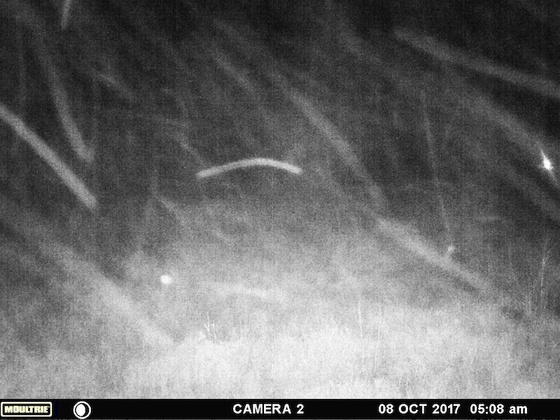 An image from a trail camera, provided by Brenda Harris. - Evidence of Bigfoot