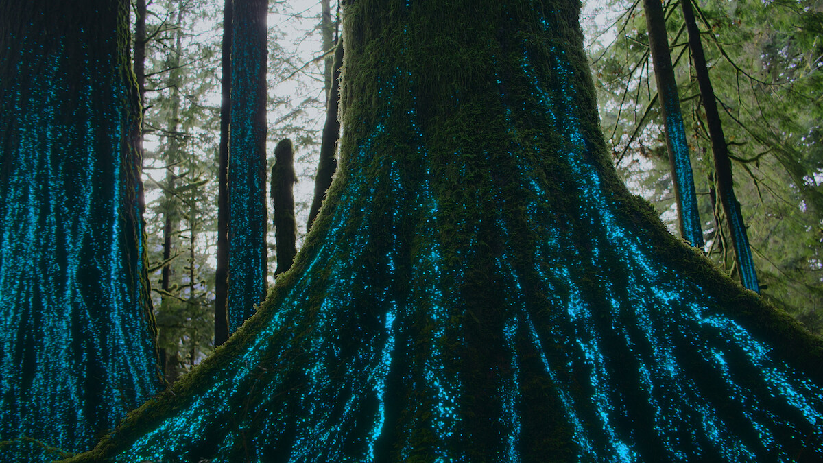 A tree in ‘Our Living World.’
