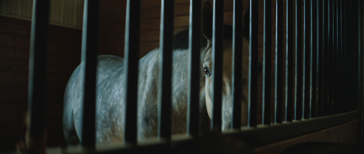 A gray horse stands behind metal bars in a dimly lit wooden stable, looking through the bars toward the camera.