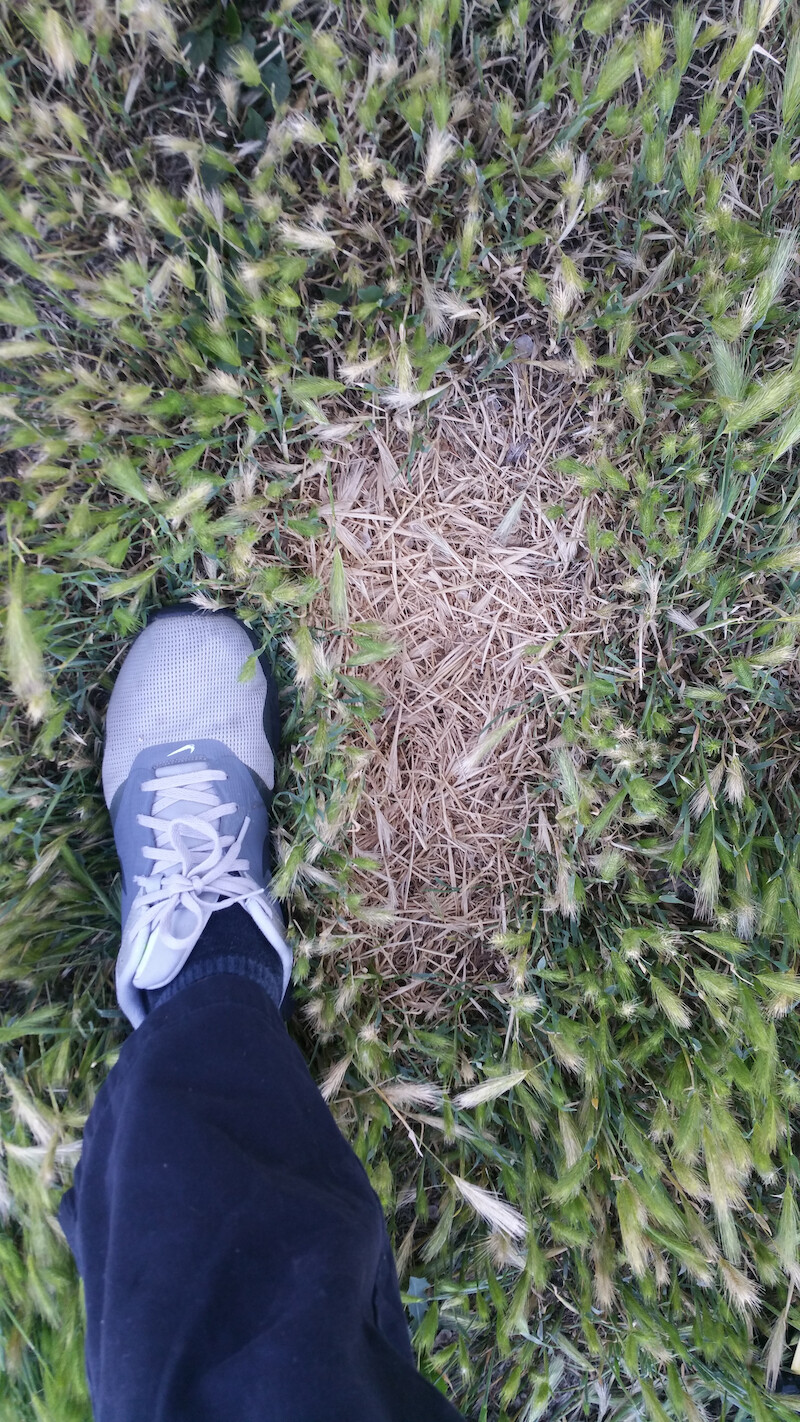 Dead grass “footprint” next to a female foot for scale. - Evidence of Bigfoot