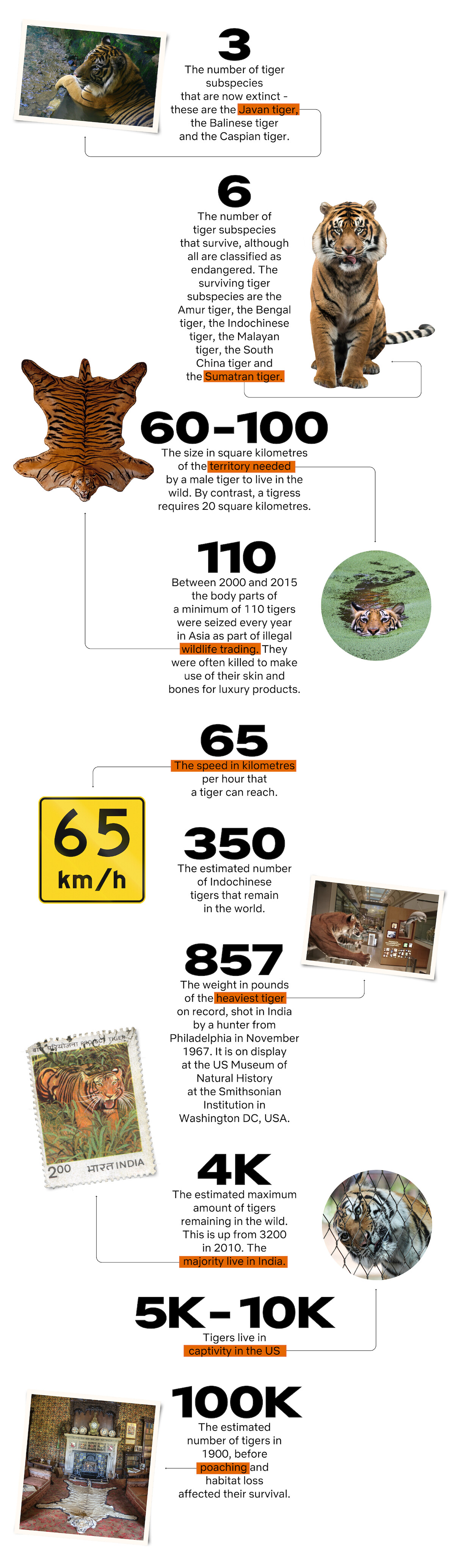 10 Tiger Facts