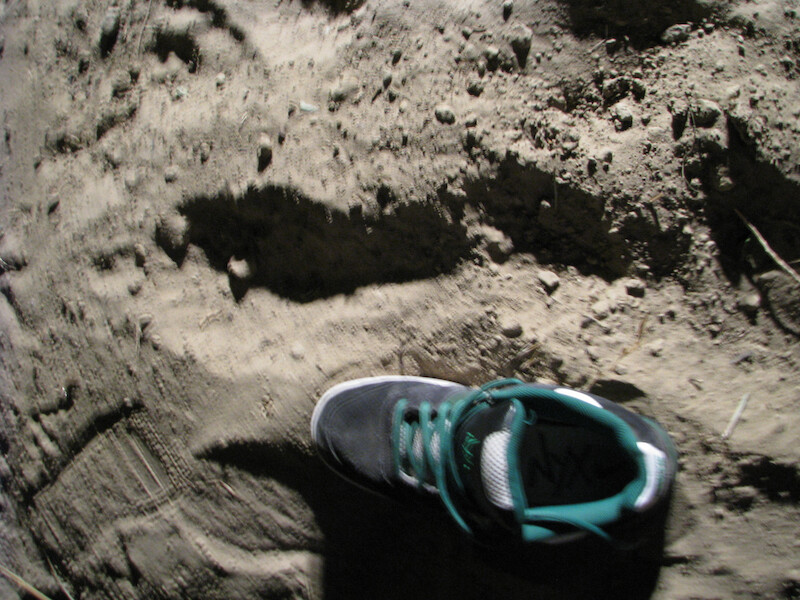 Footprint found in the dirt/sand beside a male shoe size 11, provided by Brenda Harris, vertical measurement . - Evidence of Bigfoot