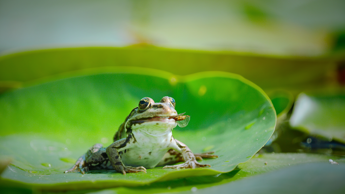 A frog eats an insect in a scene from ‘Our Living World’