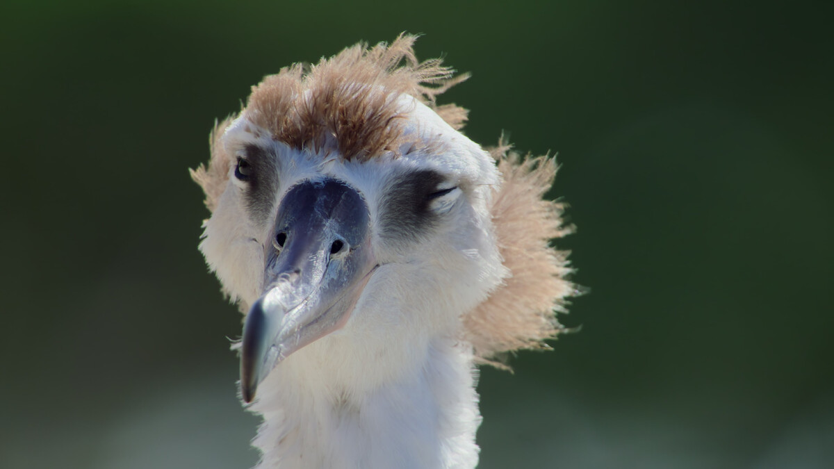 A Laysan albatross in a scene from Our Planet II.