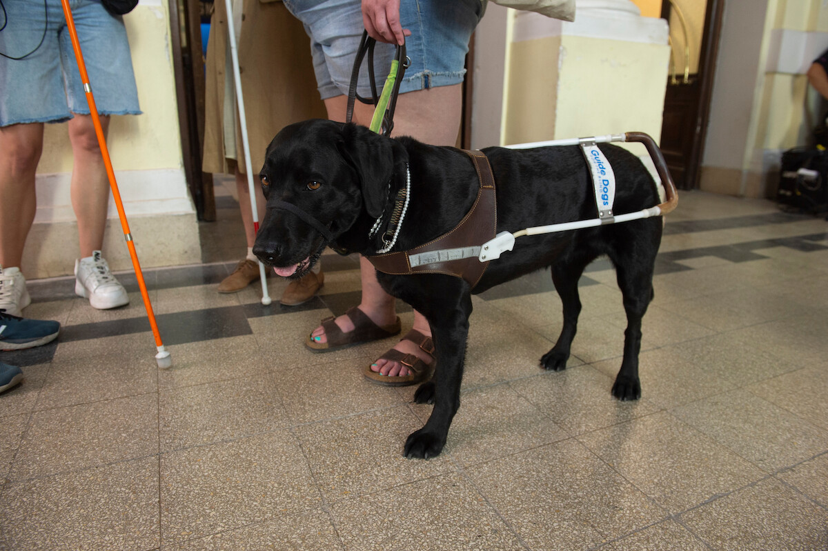 Loberti’s guide dog, Ingrid.