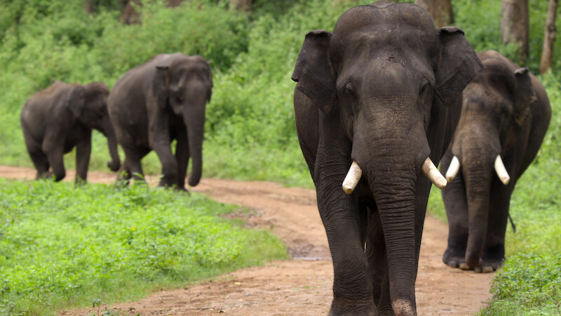 Asian elephants walking along a dirt path.