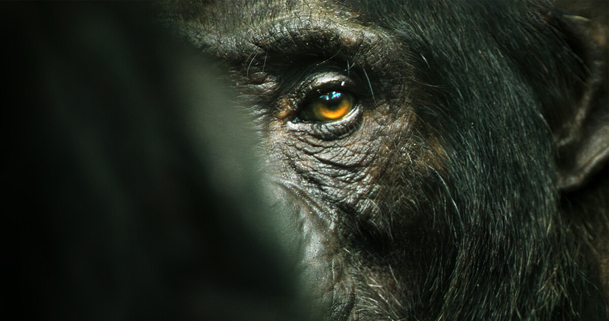 A chimp looks ominously at the viewer with one eye.