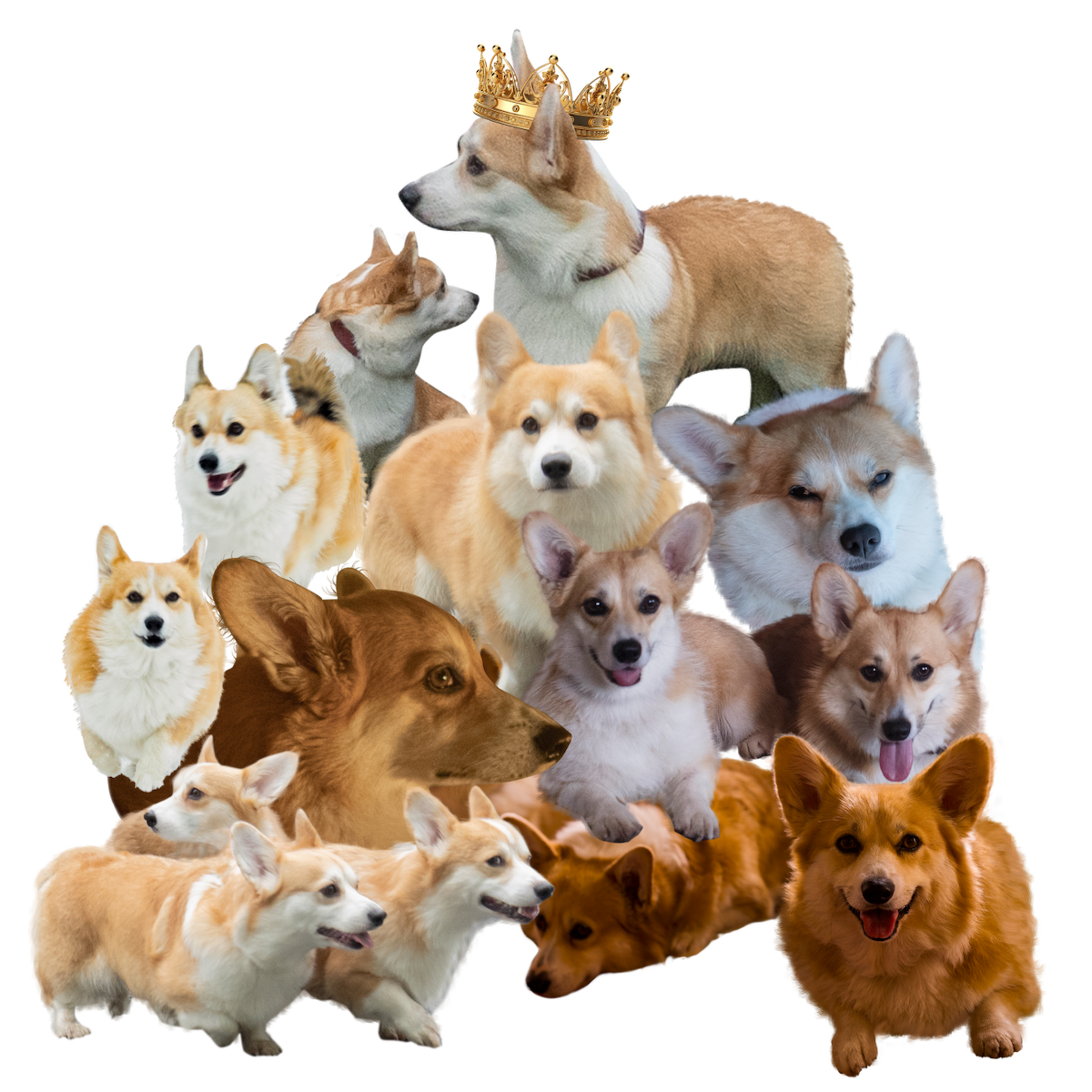 Collage of a pile of corgis, with the corgi on top wearing a crown