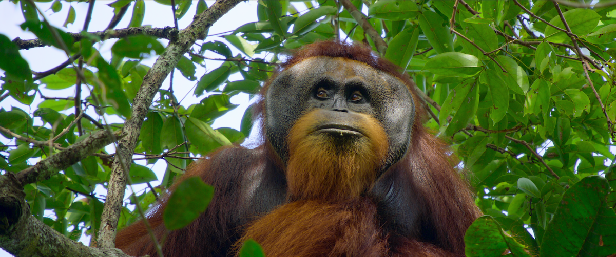 A scene from ‘Secret Lives of Orangutans’