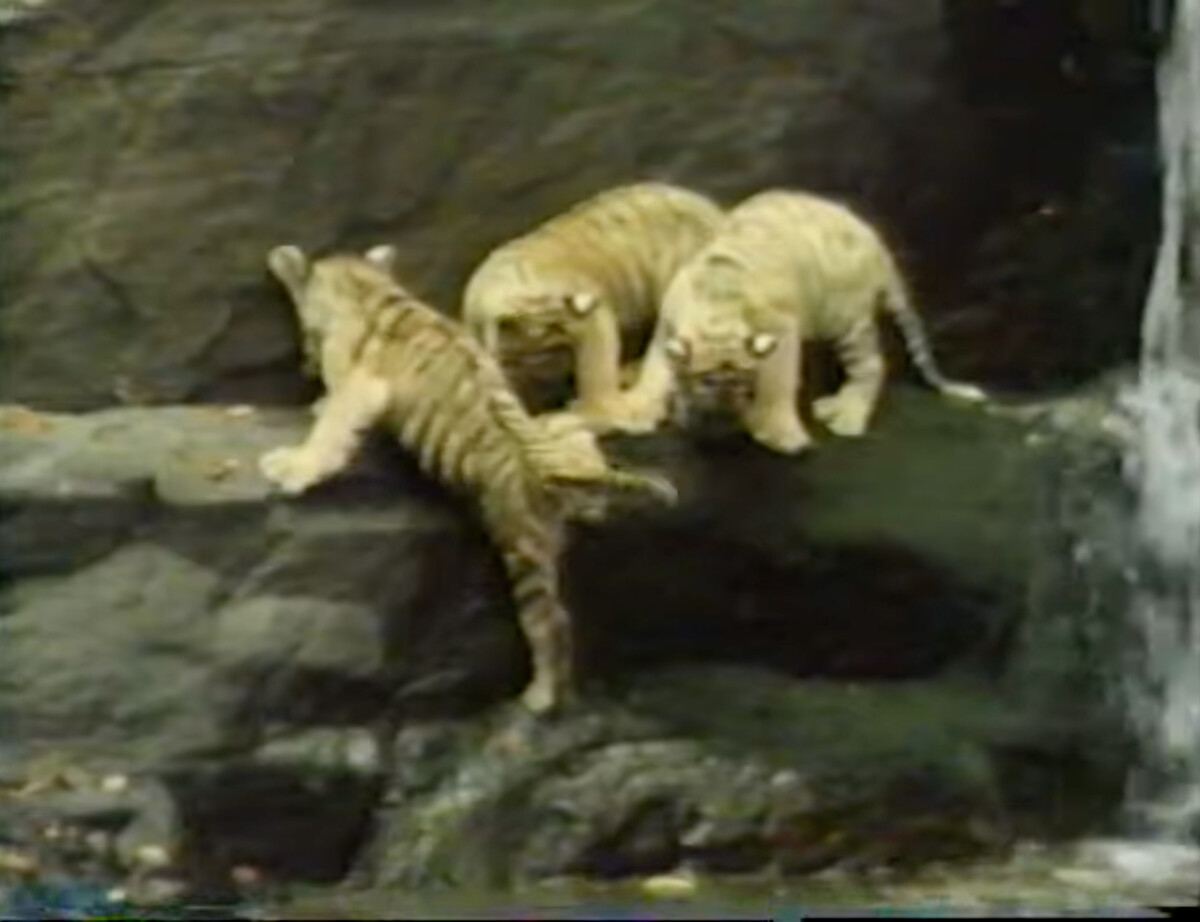 Breaking Down Doc Antle’s ‘Insane’ Tiger Cub Movie