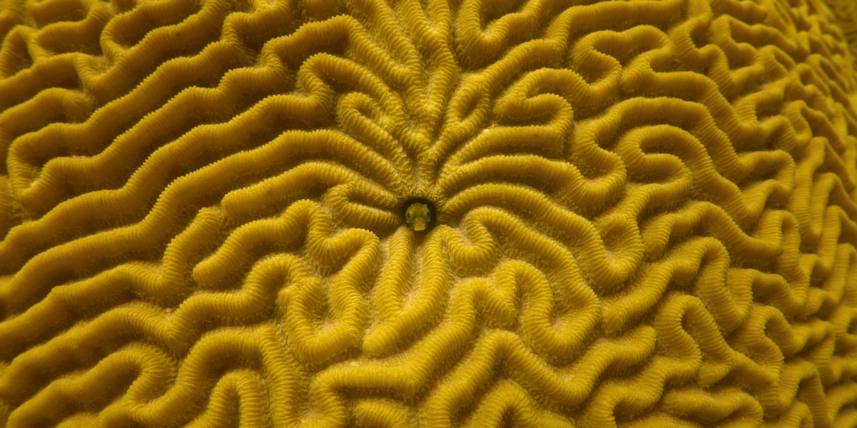 A fish peaks out of a coral.