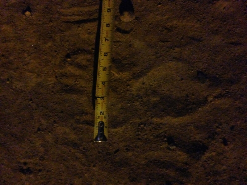 Bigfoot tracks in the sand, provided by Brenda Harris. - Evidence of Bigfoot