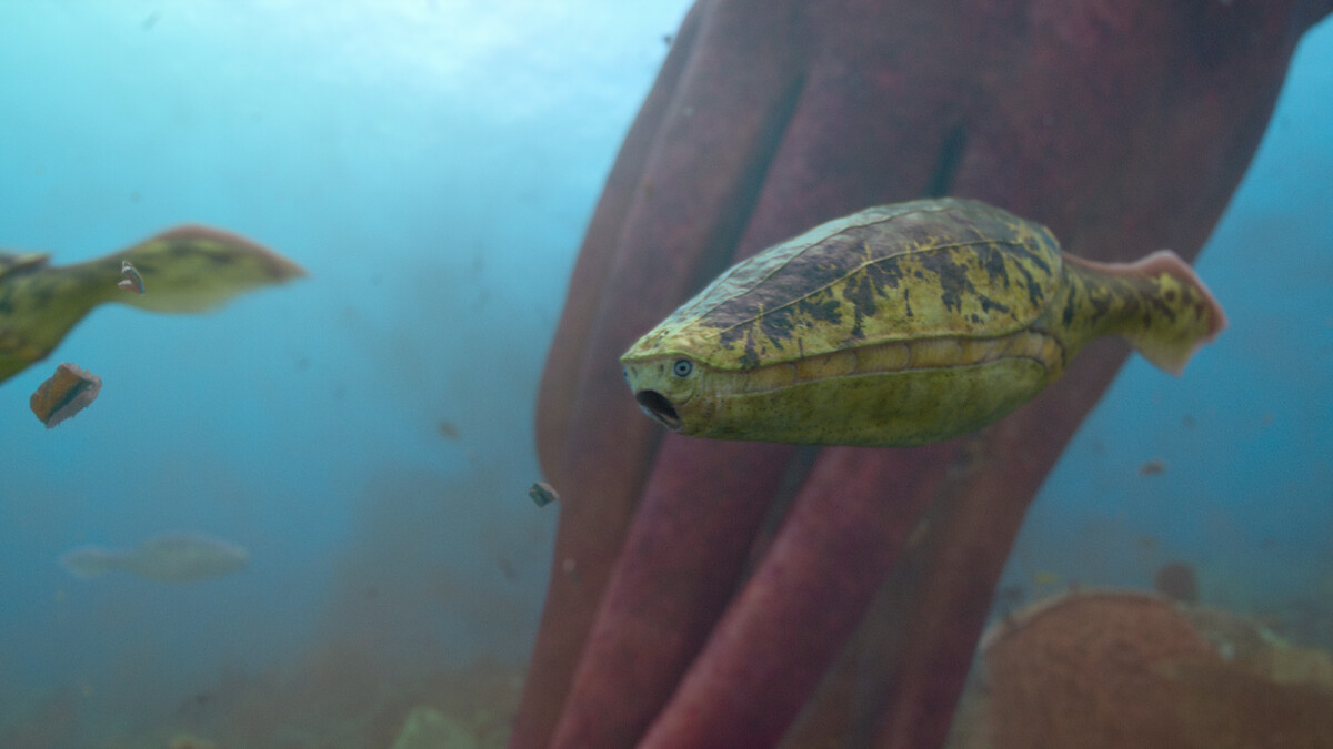 Arandaspis in ‘Life on Our Planet.’ 