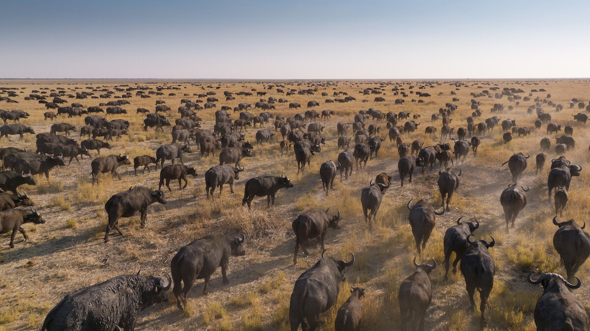Cape buffalo in a scene from ‘Our Planet II.’