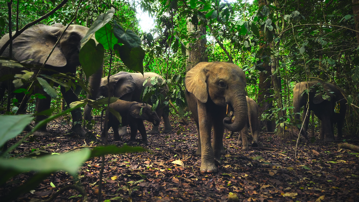 Elephants in a scene from ‘Our Living World’