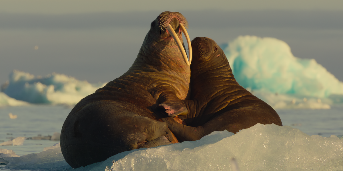 Walruses sitting on an iceberg