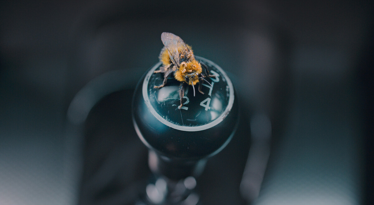 Are Bees Jerks? We Asked an Expert