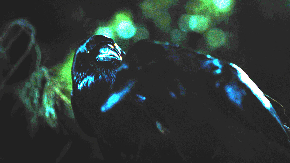 Crows in 'BEEF'