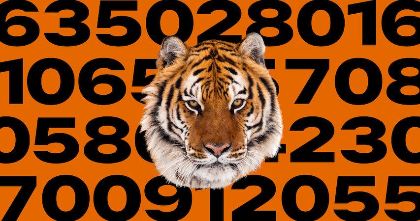 10 Key Facts About Tigers and How You Can Help Them Right Now