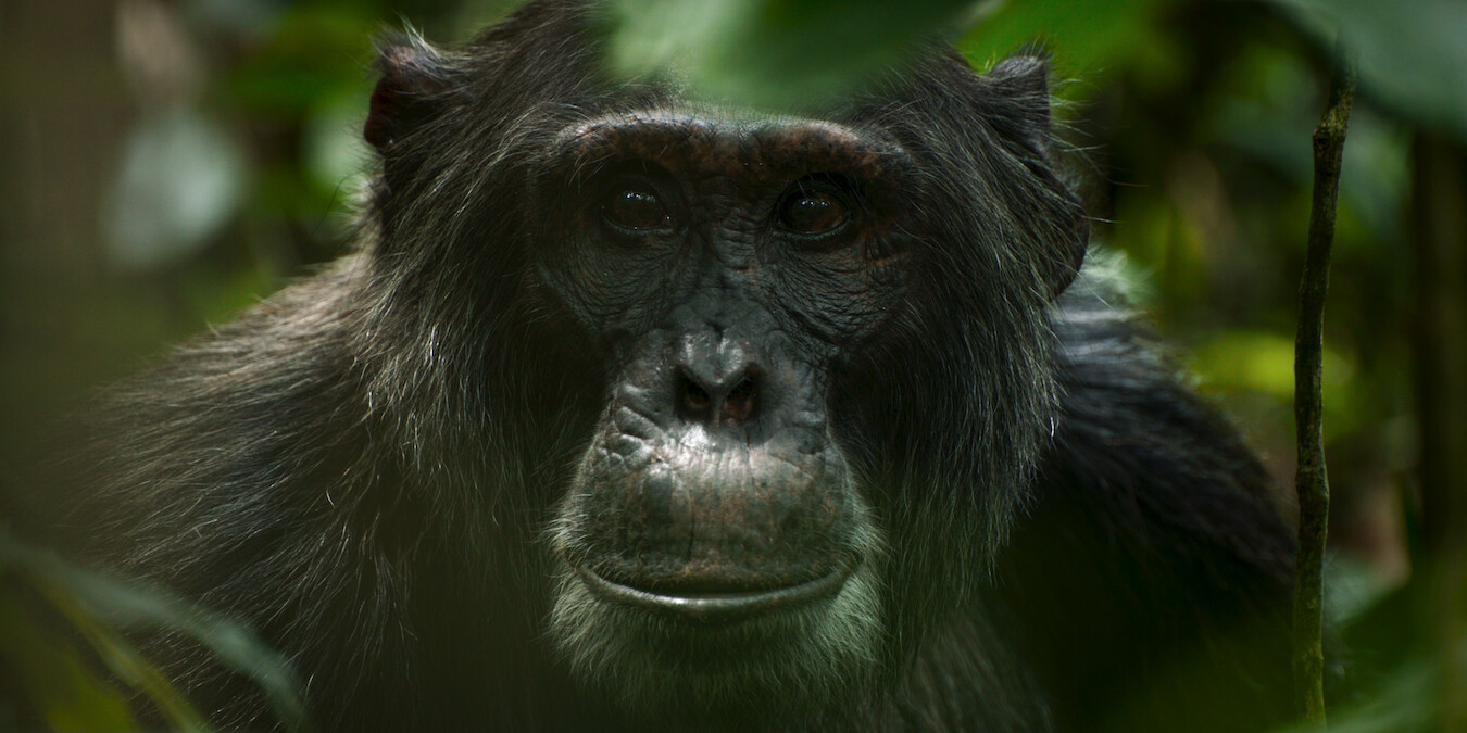 Jackson in Chimp Empire.