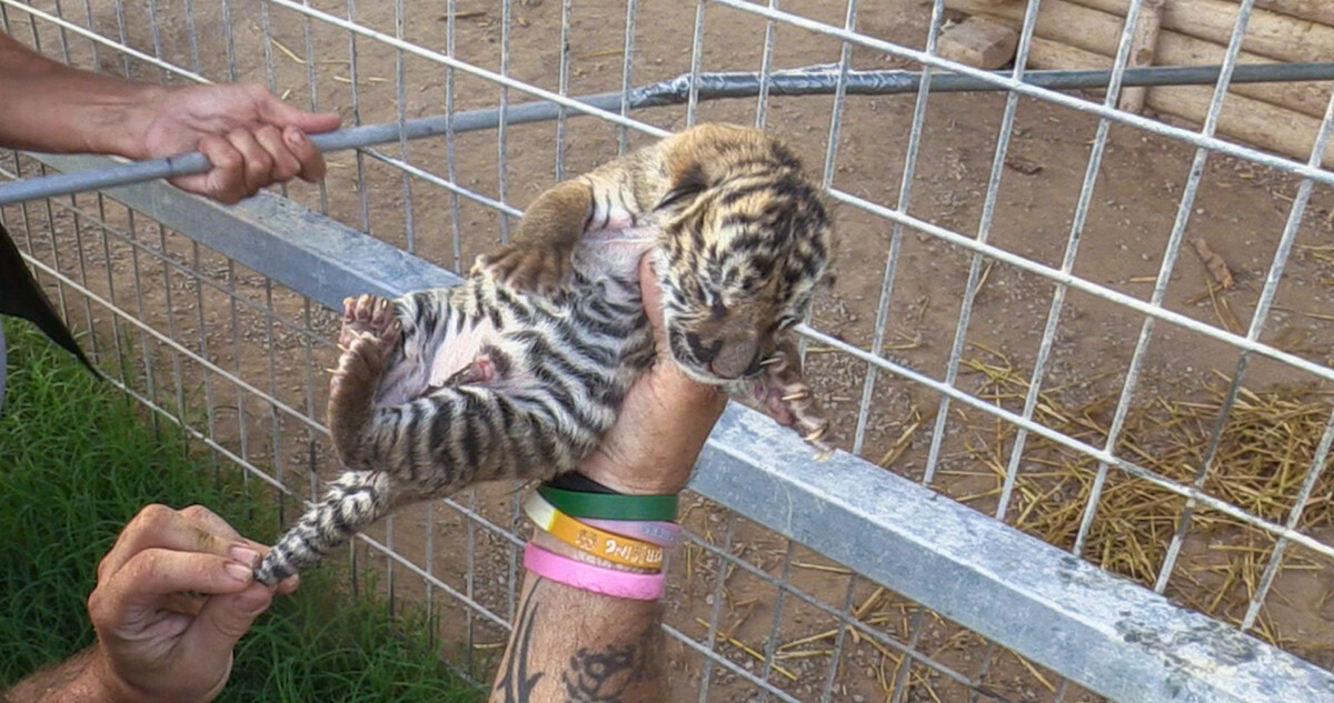 Thumbnail: The Truth About Those Baby Tiger Photos