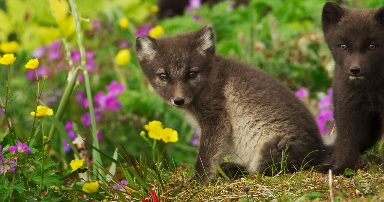 ‘Wild Babies’: Everything You Need to Know About the Adorable Series