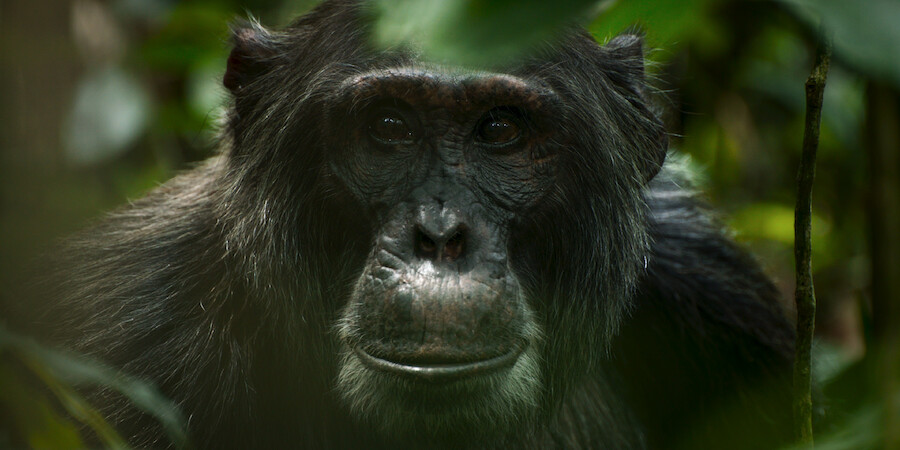 Jackson in Chimp Empire.