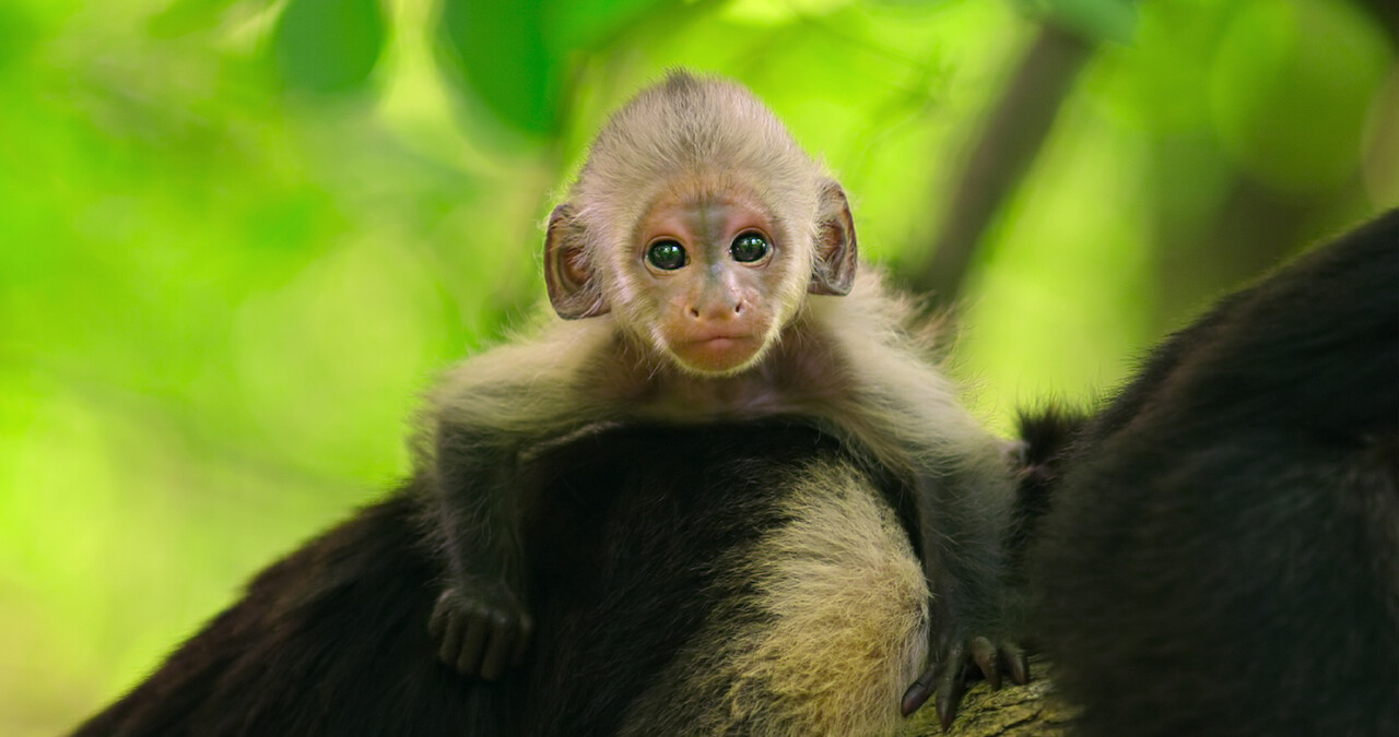 'Wild Babies’ Are Simply The Cutest
