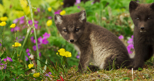 ‘Wild Babies’: Everything You Need to Know About the Adorable Series