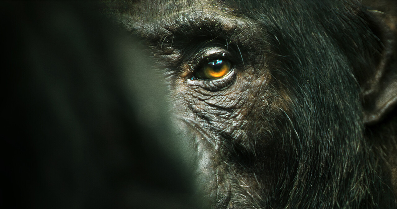 A chimp looks ominously at the viewer with one eye.
