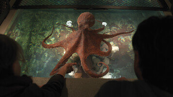 Two people observe a large octopus in a well-lit aquarium tank, viewing the animal from above through the clear water and glass enclosure.