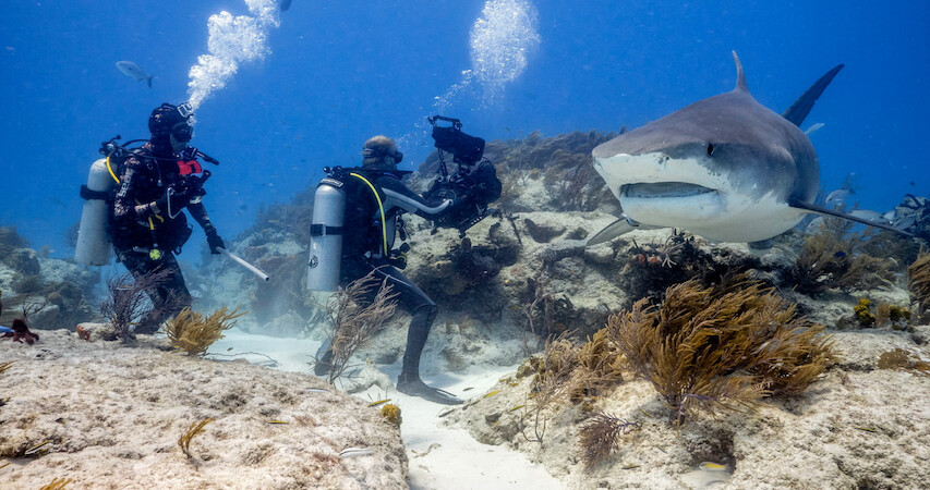 Our Planet II Filmmakers record a shark underwater.