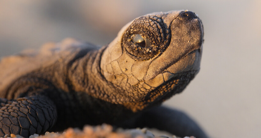 Baby turtle in Our Planet II.