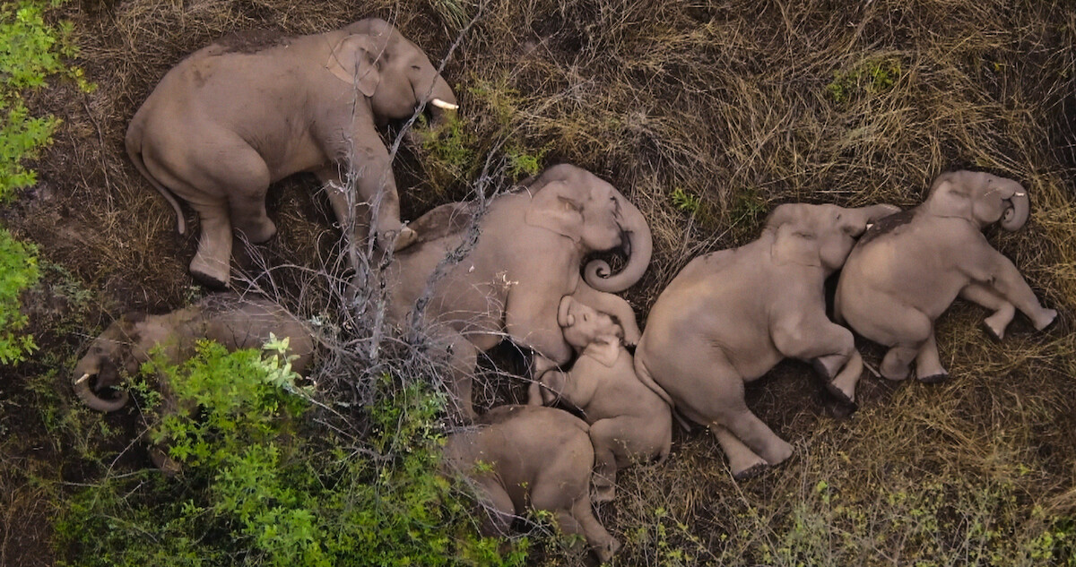 Herd of elephants in Our Planet II.