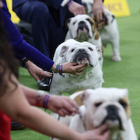 Bulldogs in the judging area during day one of the 150th Annual Westminster Kennel Club Dog Show