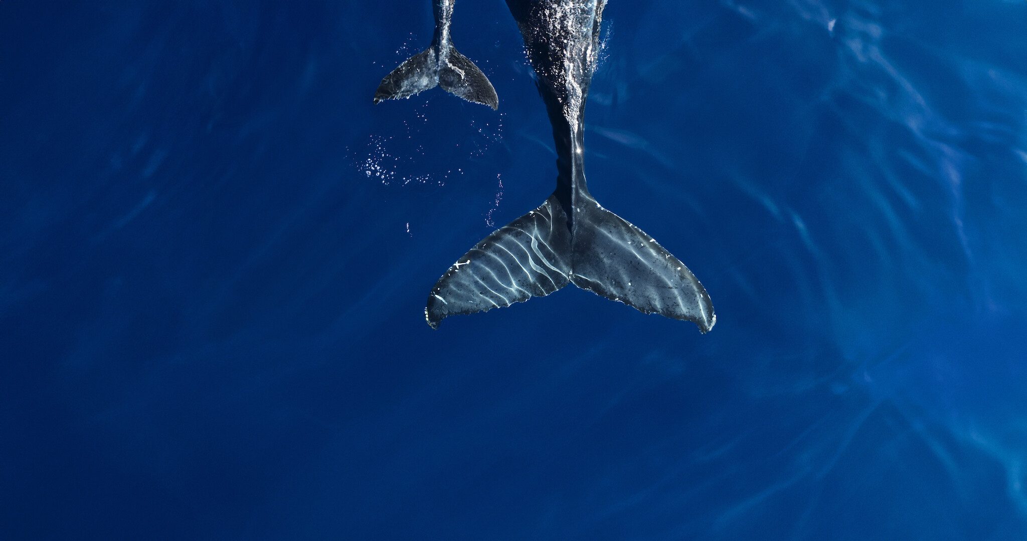 Our Oceans - a pair of whale tales just below the surface of the ocean. 