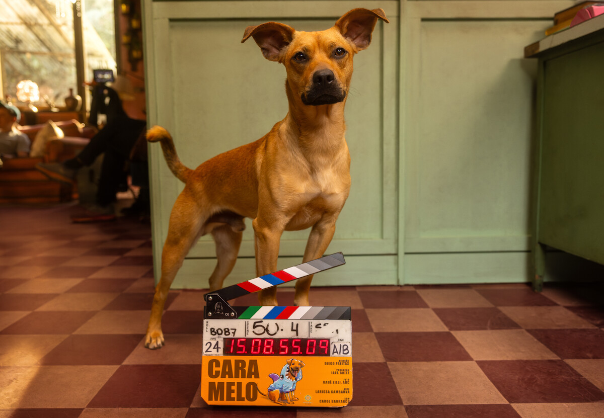 Cachorro de cor caramelo posa na frente de uma claquete em cena do filme 'Caramelo'