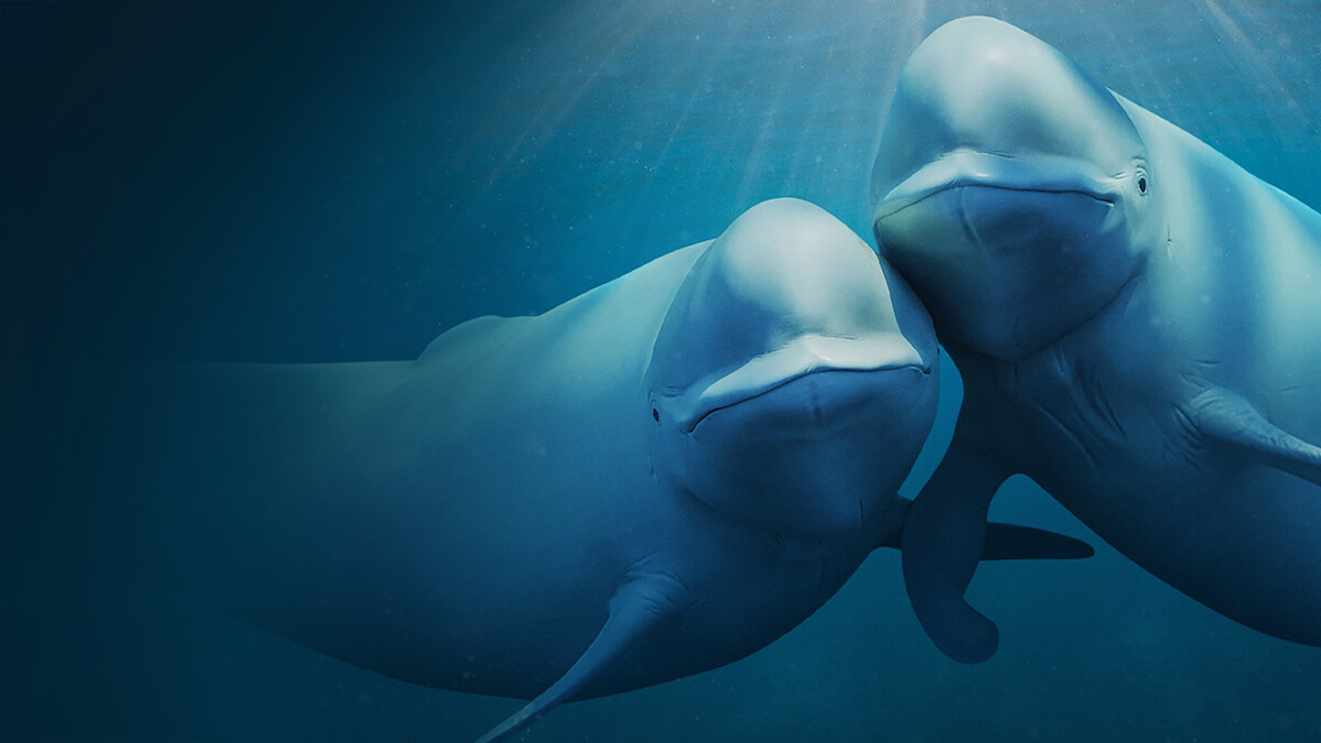 Two beluga whales side by side in the ocean.
