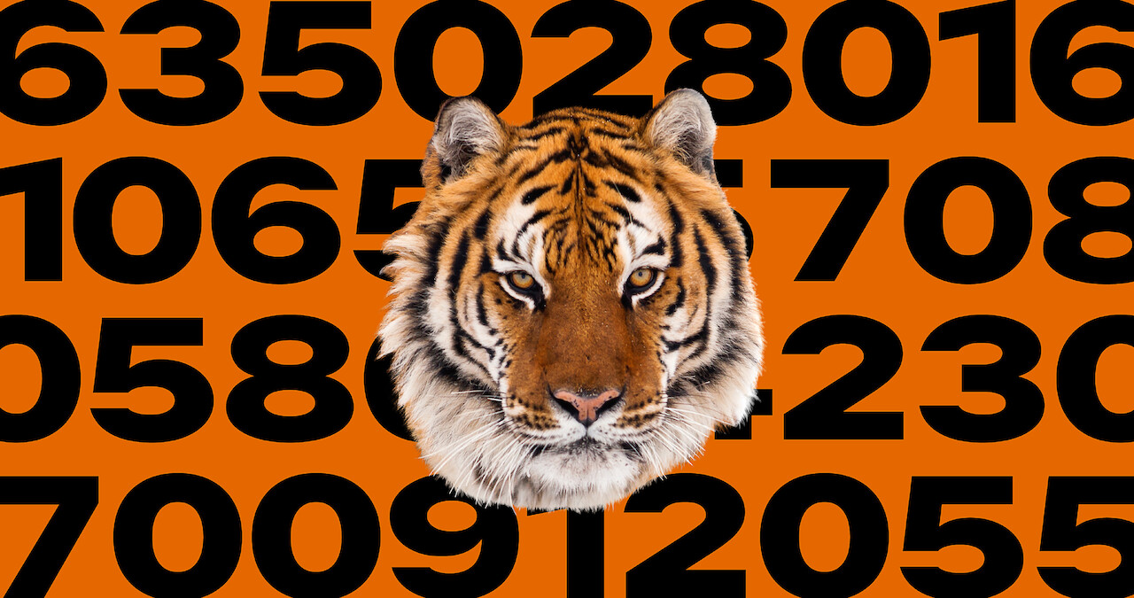 10 Key Facts About Tigers and How You Can Help Them Right Now
